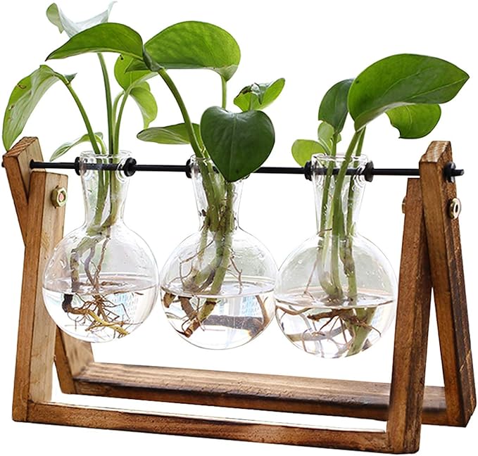 XXXFLOWER Plant Terrarium with Wooden Stand, Air